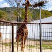 ヒメ日記 2025/11/06 20:20 投稿 しほ ダック京都