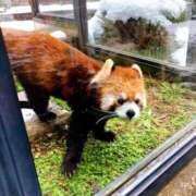 ヒメ日記 2026/01/05 20:25 投稿 しほ ダック京都