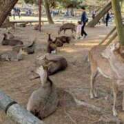 ヒメ日記 2026/01/21 19:55 投稿 しほ ダック京都