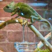 ヒメ日記 2026/01/24 20:50 投稿 しほ ダック京都