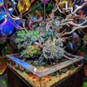 ヒメ日記 2026/01/25 20:10 投稿 しほ ダック京都