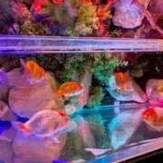 ヒメ日記 2026/01/26 20:30 投稿 しほ ダック京都