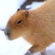 ヒメ日記 2026/03/09 20:00 投稿 しほ ダック京都