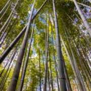 ヒメ日記 2026/04/23 19:40 投稿 しほ ダック京都