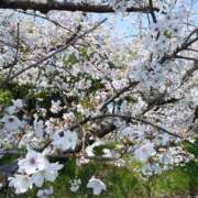 まこ 満開🌸 ダック京都