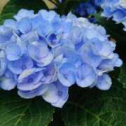 ヒメ日記 2026/06/12 11:25 投稿 まこ ダック京都