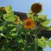 ヒメ日記 2026/07/10 11:33 投稿 まこ ダック京都