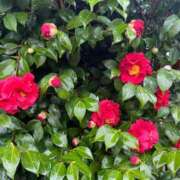 ヒメ日記 2025/04/13 17:05 投稿 吉見りな 彩タマンサ（埼玉ハレ系）