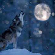 ヒメ日記 2025/04/24 15:41 投稿 吉見りな 彩タマンサ（埼玉ハレ系）