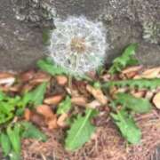 ヒメ日記 2025/06/08 18:10 投稿 吉見りな 彩タマンサ（埼玉ハレ系）