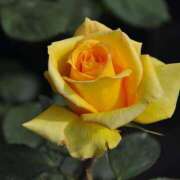 ヒメ日記 2025/09/08 15:50 投稿 吉見りな 彩タマンサ（埼玉ハレ系）