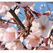 みやび さくら 池袋人妻アデージョ