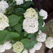 ヒメ日記 2025/06/29 23:30 投稿 りか 大阪ぽっちゃりマニア 谷九店