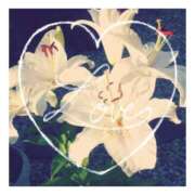 ヒメ日記 2025/08/18 20:54 投稿 あさひ 静岡人妻援護会