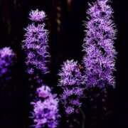 ヒメ日記 2025/08/23 00:27 投稿 あさひ 静岡人妻援護会