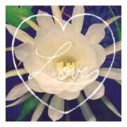 あさひ 12/22♪ありがとう 静岡人妻援護会