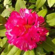 ヒメ日記 2025/04/27 10:20 投稿 れもん 熟女家 堺東店