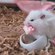 ヒメ日記 2025/03/01 21:29 投稿 らん 西川口ちゃんこ