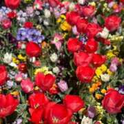 ヒメ日記 2025/04/24 17:12 投稿 らむ 新橋ハートクリニック（シンデレラグループ）