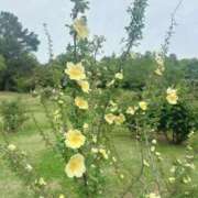 ヒメ日記 2025/05/09 18:16 投稿 らむ 新橋ハートクリニック（シンデレラグループ）