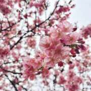 ヒメ日記 2026/03/19 13:24 投稿 らむ 新橋ハートクリニック（シンデレラグループ）