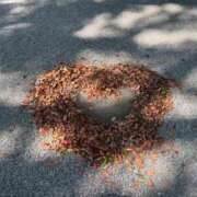 らむ 先月ぶり? 新橋ハートクリニック（シンデレラグループ）