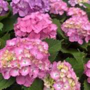 ヒメ日記 2025/06/09 11:54 投稿 真弓-まゆみ MSC 妄想紳士倶楽部 鶯谷店