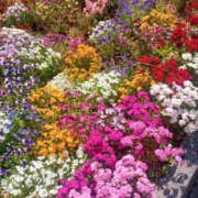 ヒメ日記 2025/05/14 17:21 投稿 さなえ 奥鉄オクテツ大阪