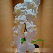 ヒメ日記 2025/07/31 17:56 投稿 さなえ 奥鉄オクテツ大阪