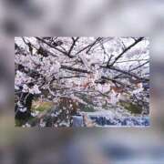 ヒメ日記 2025/04/11 17:05 投稿 一条　いろは エテルナ彦根