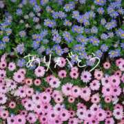 ヒメ日記 2025/07/03 10:30 投稿 あいみ 夜這い茶屋 はなれ