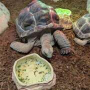 ヒメ日記 2025/11/08 18:06 投稿 ひな クラブリリー