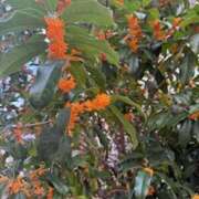 ヒメ日記 2025/11/05 04:44 投稿 なな 神戸3040（神戸サーティフォーティ）