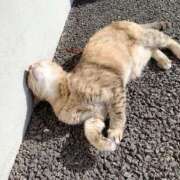 ヒメ日記 2024/12/26 13:54 投稿 すばる ハイ・チュッ