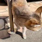 ヒメ日記 2025/02/22 10:41 投稿 すばる ハイ・チュッ