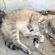 ヒメ日記 2025/06/29 16:35 投稿 すばる ハイ・チュッ