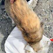 ヒメ日記 2025/09/23 14:29 投稿 すばる ハイ・チュッ