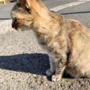 すばる スンスンと猫と朝と ハイ・チュッ