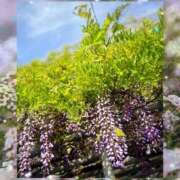 ヒメ日記 2025/05/05 08:30 投稿 玲奈 MERMAID～マーメイド～