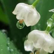 ヒメ日記 2026/04/23 21:29 投稿 玲奈 MERMAID～マーメイド～