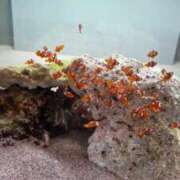 ヒメ日記 2025/09/10 16:22 投稿 ちほ コートダジュール