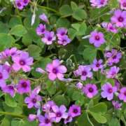 ヒメ日記 2025/05/13 08:10 投稿 あすか 人妻美人館