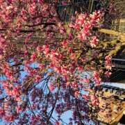 ヒメ日記 2025/03/24 08:40 投稿 みなみ R（アール）