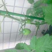 ヒメ日記 2025/06/03 08:45 投稿 みなみ R（アール）