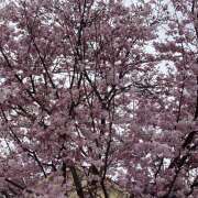 ヒメ日記 2026/03/30 08:25 投稿 みなみ R（アール）