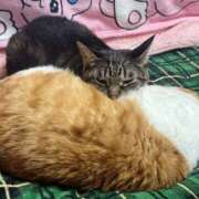 ヒメ日記 2025/02/10 18:12 投稿 いぶき タレントCLUB