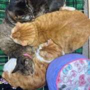 ヒメ日記 2025/02/15 23:47 投稿 いぶき タレントCLUB