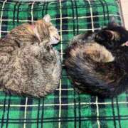 ヒメ日記 2025/03/08 04:08 投稿 いぶき タレントCLUB