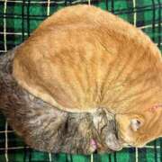 ヒメ日記 2025/03/14 19:12 投稿 いぶき タレントCLUB