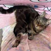 ヒメ日記 2026/03/13 16:03 投稿 いぶき タレントCLUB